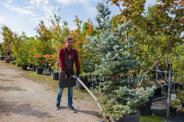 Tree Service Company in Gibsonton, FL